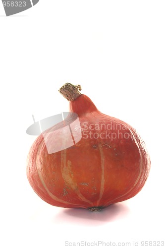 Image of Pumpkin