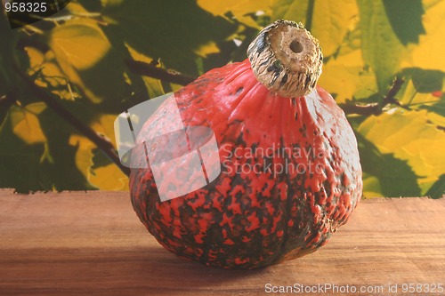 Image of Pumpkin