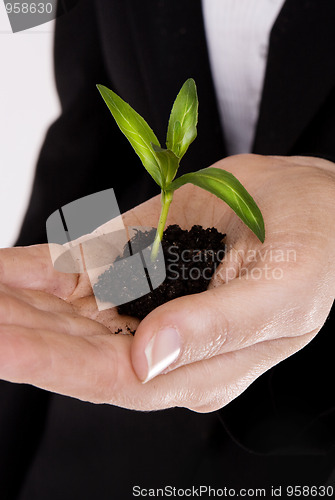 Image of woman's hand with a plant