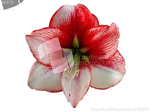 Image of red lily-design element