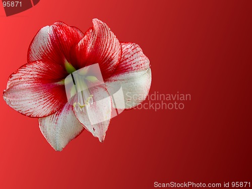 Image of lily