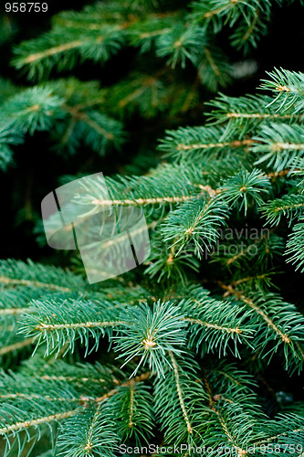 Image of pine tree 