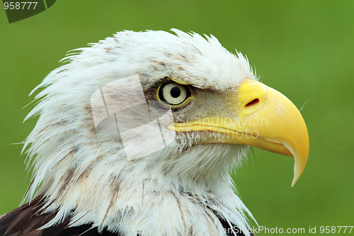 Image of American bald eagle