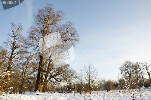 Image of Winter trees