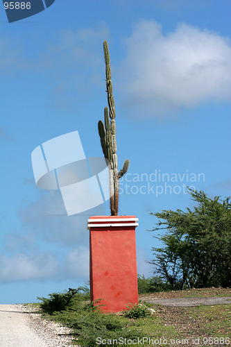 Image of Cactus in an orange pot