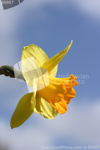 Image of Daffodil