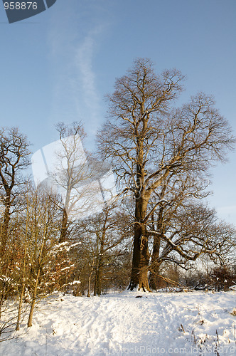 Image of Winter trees