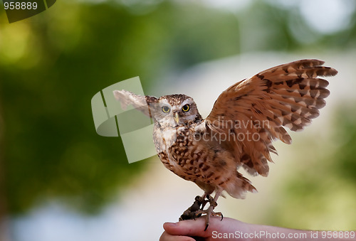 Image of Burrowing Owl