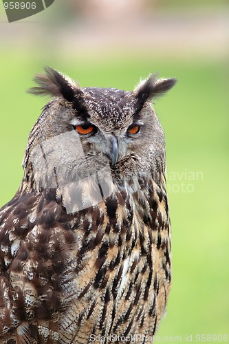 Image of Big owl