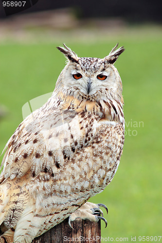 Image of White owl