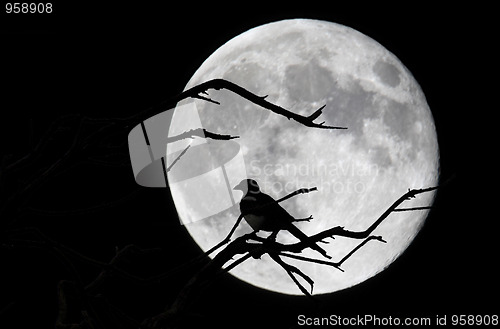 Image of Bird and moon 