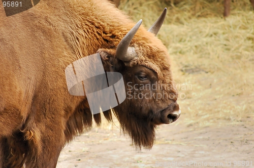 Image of Bison