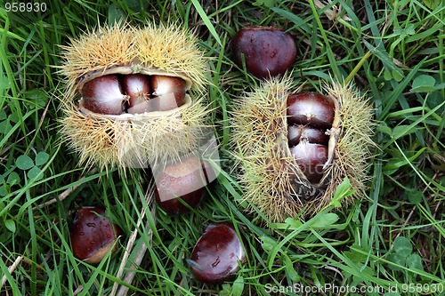 Image of Chestnuts in the countryside