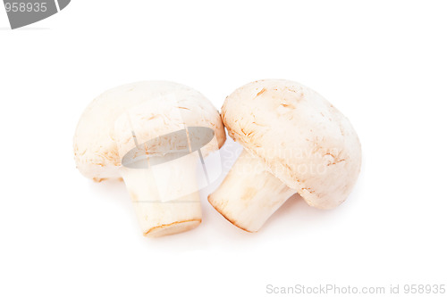 Image of Champignons