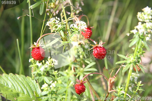 Image of Strawberry