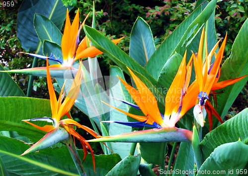 Image of Paradise birds