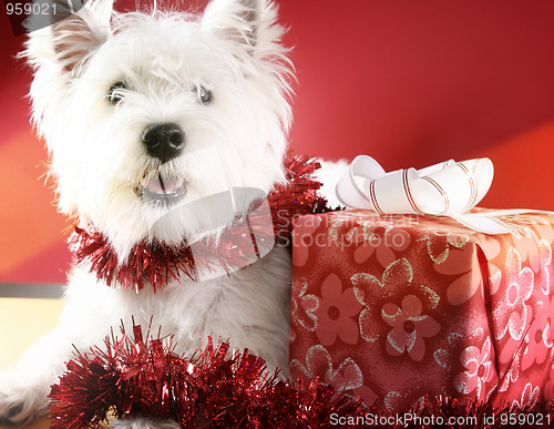 Image of White puppy