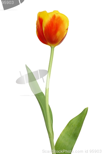 Image of Red Tulip