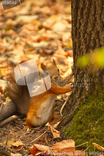 Image of squirrel 