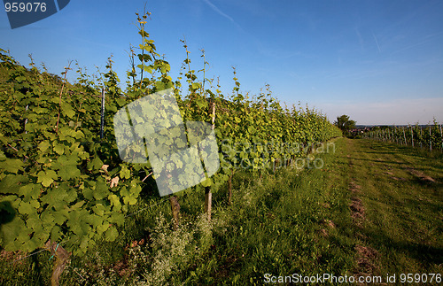 Image of Vineyard in Southwest Germany