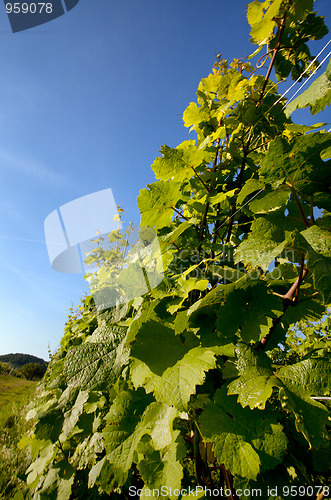 Image of Vineyard in Southwest Germany