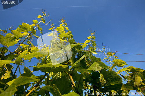 Image of Vineyard in Southwest Germany