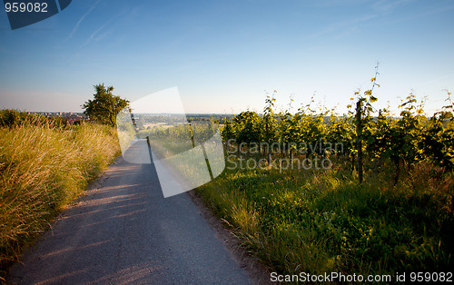 Image of Vineyard in Southwest Germany