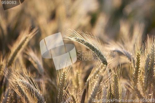 Image of Fields of Wheat in Summer