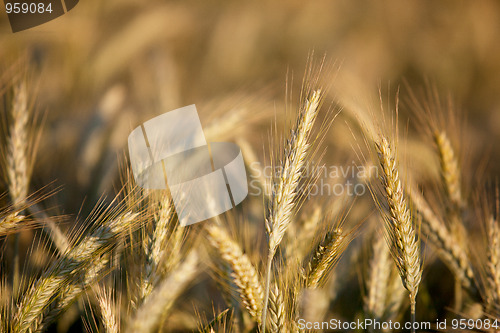 Image of Fields of Wheat in Summer