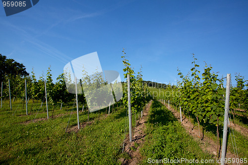 Image of Vineyard in Southwest Germany