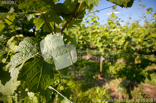 Image of Vineyard in Southwest Germany