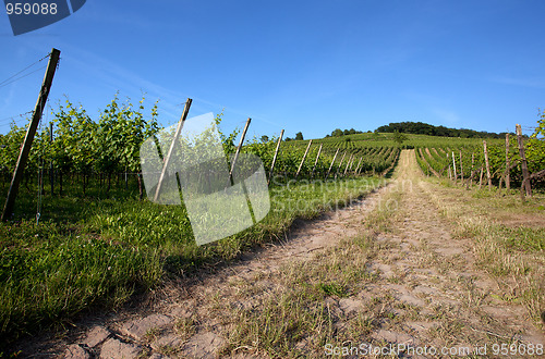 Image of Vineyard in Southwest Germany