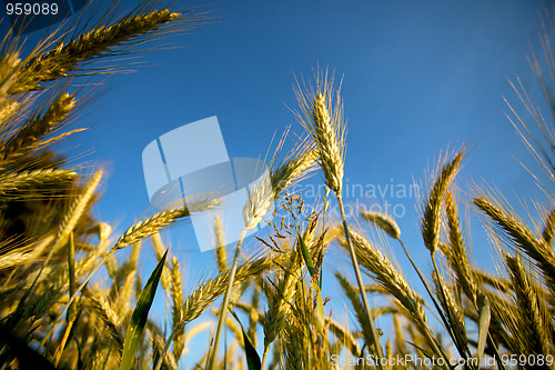 Image of Fields of Wheat in Summer