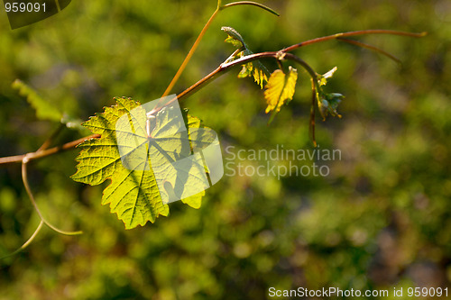 Image of Vineyard in Southwest Germany