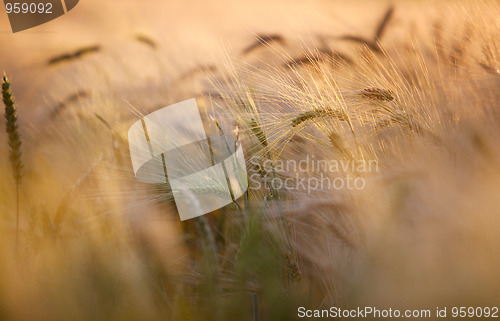 Image of Fields of Wheat in Summer