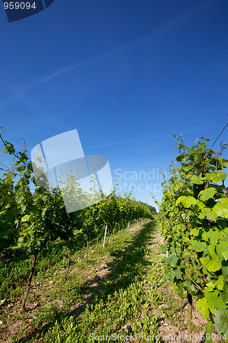 Image of Vineyard in Southwest Germany