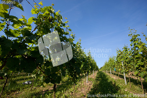 Image of Vineyard in Southwest Germany