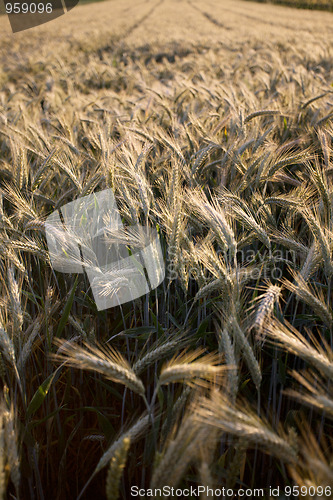 Image of Fields of Wheat in Summer