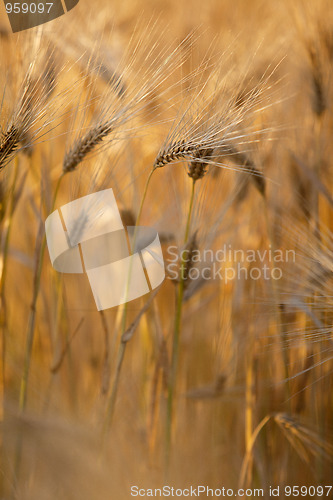 Image of Fields of Wheat in Summer