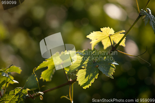 Image of Vineyard in Southwest Germany