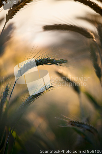 Image of Fields of Wheat in Summer