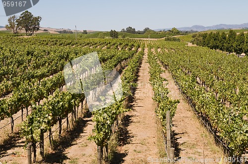 Image of Grapevines