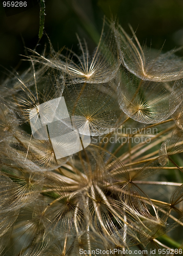 Image of Dandelion