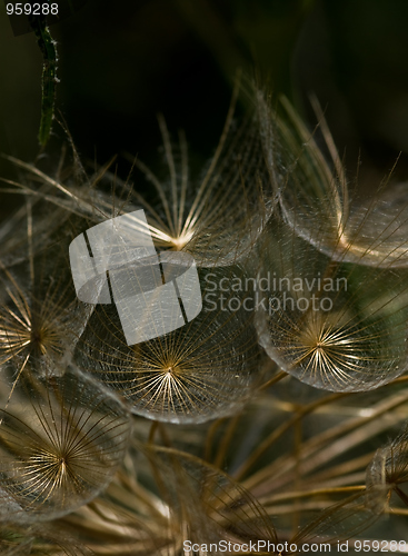 Image of Dandelion