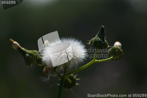 Image of Dandelion