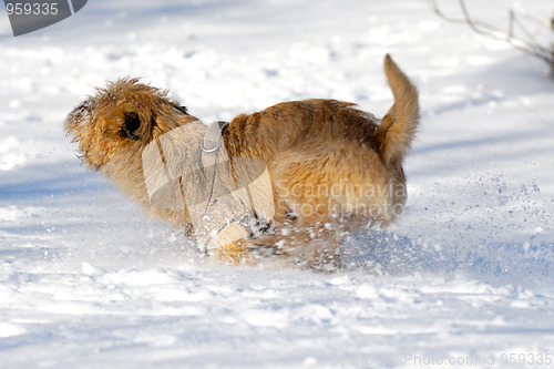 Image of Running dog