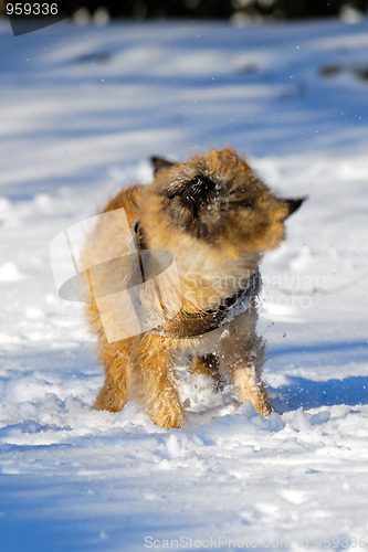 Image of Shaking dog