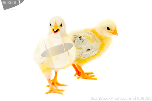 Image of Two chicks