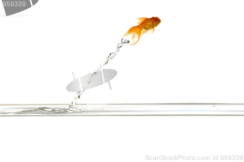 Image of Jumping goldfish