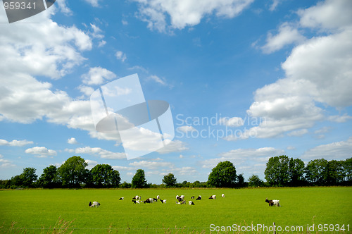 Image of Green field with goats